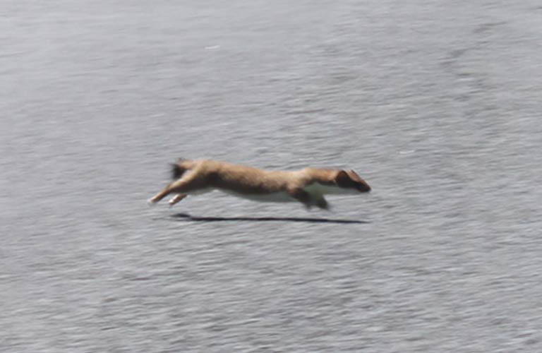 Stoat running