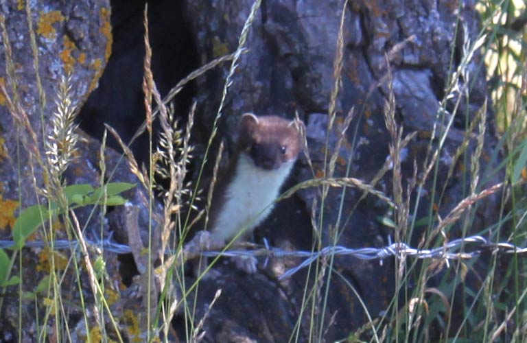 Stoat close up