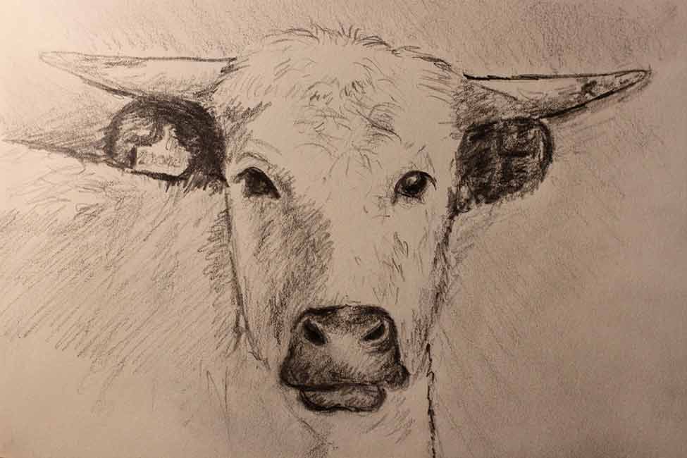 White Parks cow sketch