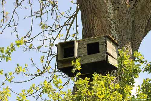 Large bird box up in a tree