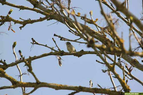 Bird singing in a tree - free wildlife photo