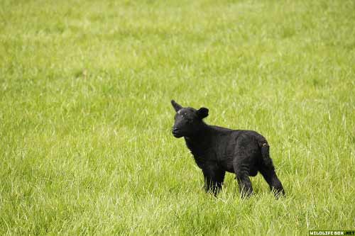 Black lamb in a field - free wildlife photo