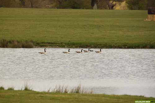 Canada geese on water