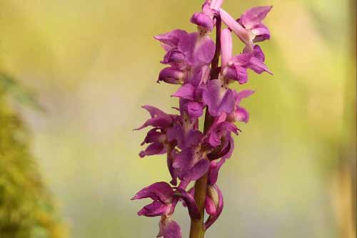 Early purple orchid flower in woodland