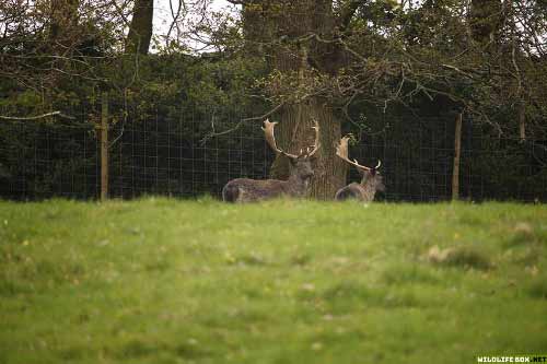 Fallow deer stags in a park