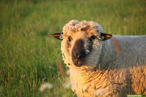 Hampshire down sheep at sunset - free wildlife photo