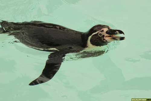 Humboldt penguin swimming - free wildlife photo