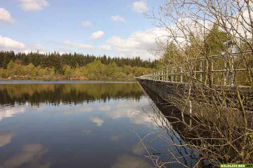 Lake with bridge in the Lake District