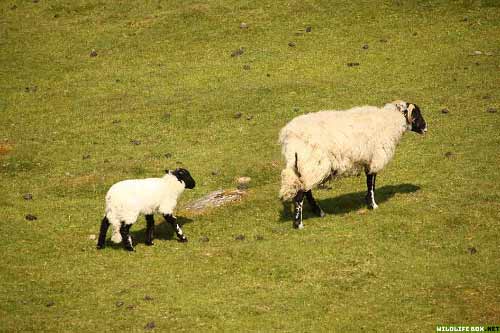 Lamb following mother sheep