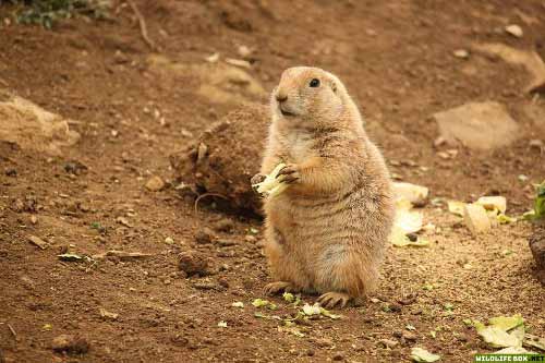 Marmot eating - free wildlife photo