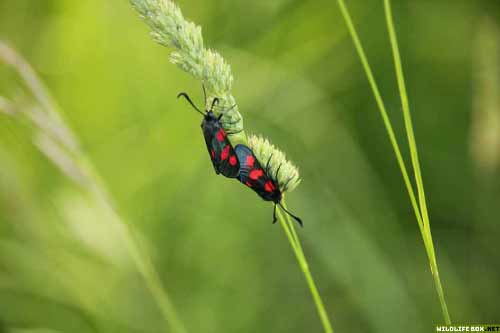 Six-spot burnets in grass