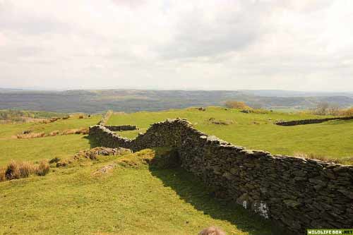 Stone wall in the Lake District