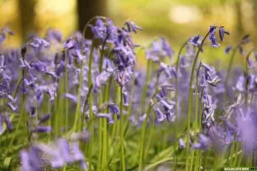 Woodland bluebells