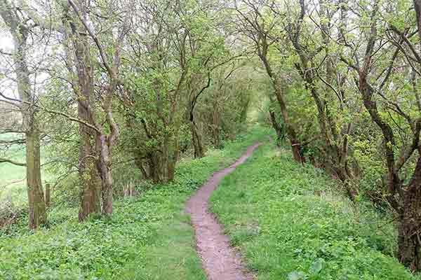 The Ridgeway - Bury Down to Nuffield