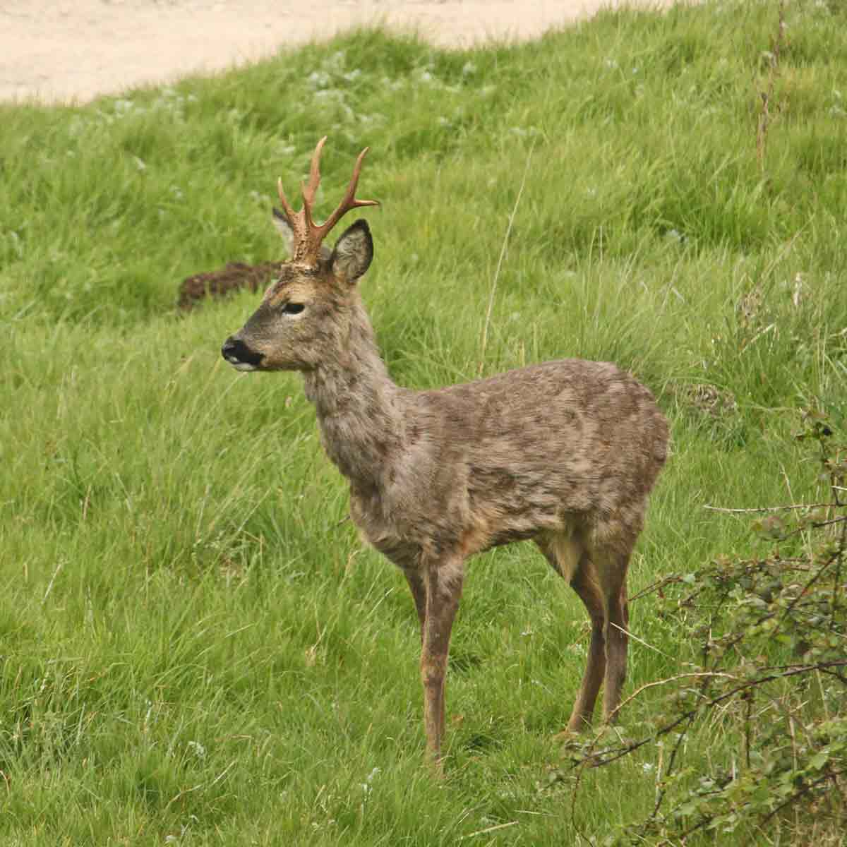 Beautiful shots of a roe deer stag