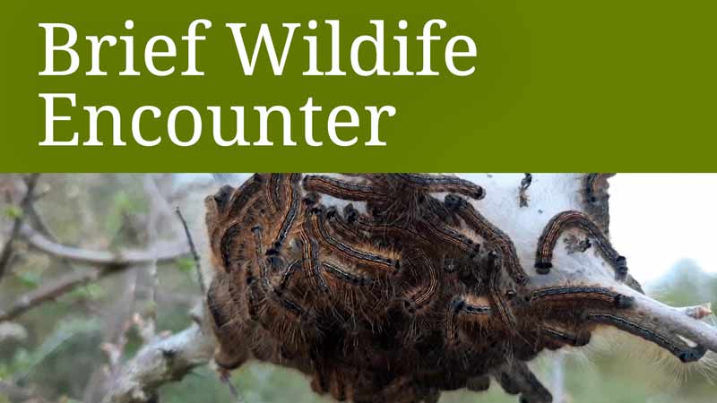 Brief Wildlife Encounter - Tent caterpillars