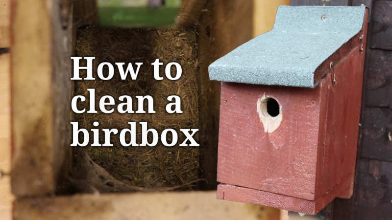 Cleaning a birdbox