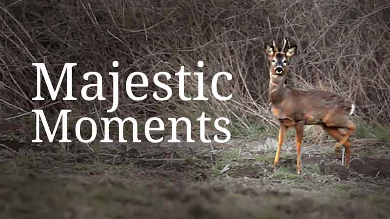 Majestic Moments - A brief wildlife encounter with a roe deer stag