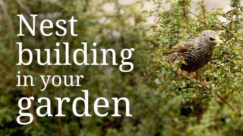Nest building in your garden | House sparrows and starlings