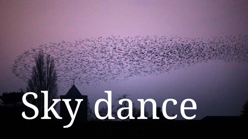 A murmuration of starlings