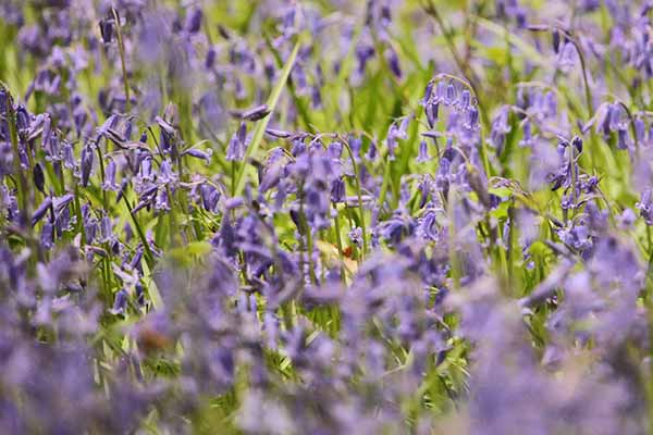 Spectacular bluebells