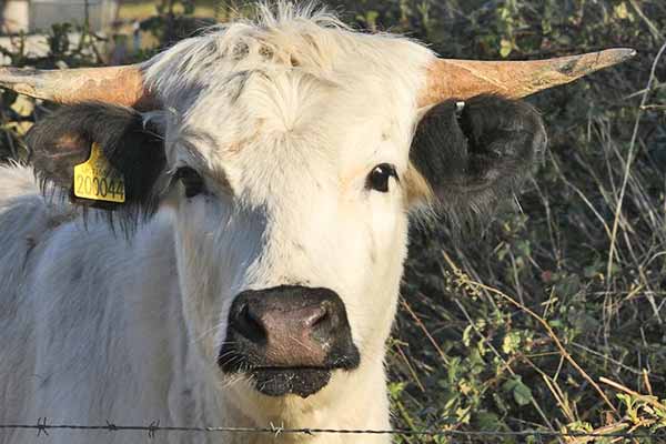 Encounter with White Parks cattle